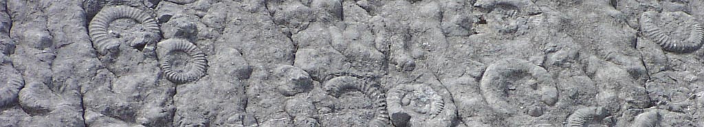 ammonites